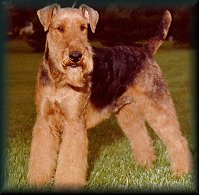 Airedale