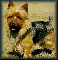 Australian Terrier