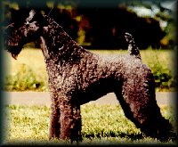 Kerry Blue Terrier