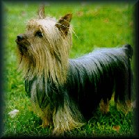 Silky Terrier