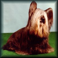 Skye Terrier