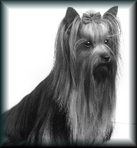 Yorkshire Terrier